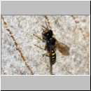 Ectemnius cavifrons - Grabwespe m01b 9mm - OS-Insektenhotel det.jpg